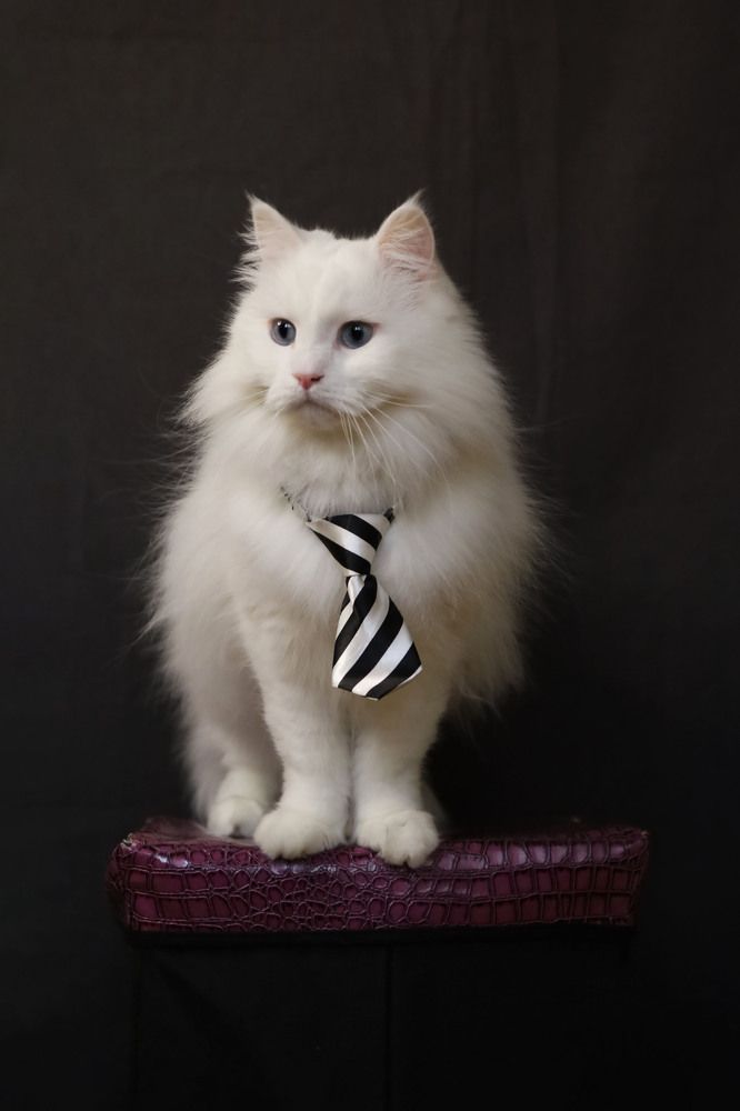 Photograph by Roza Kenarova