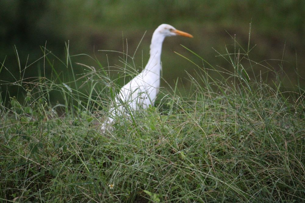Photograph by Vishwa Trivedi