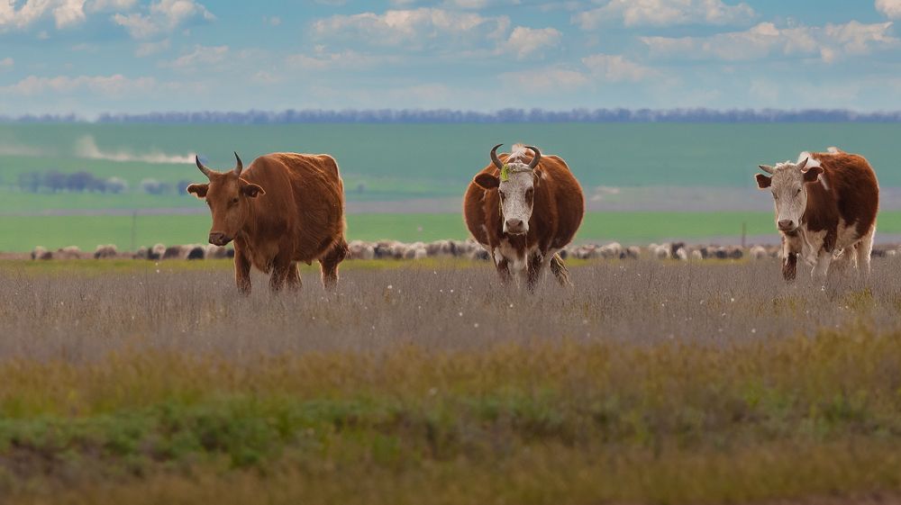 Photograph by Марат Кучкаев