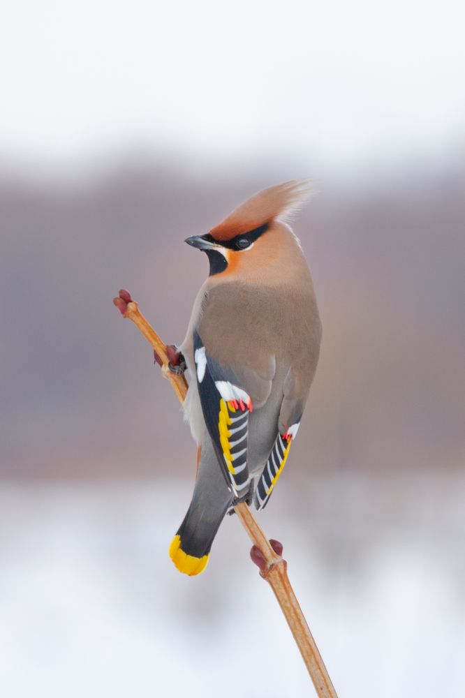 Портрет свиристеля