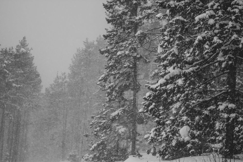 Photograph by Артём Кривов