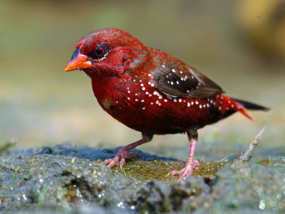 Photograph by najim ahmed