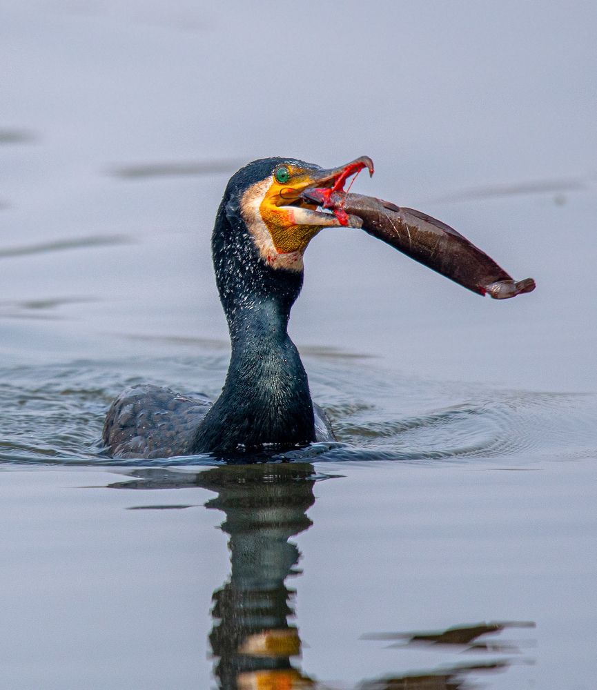 Photograph by najim ahmed