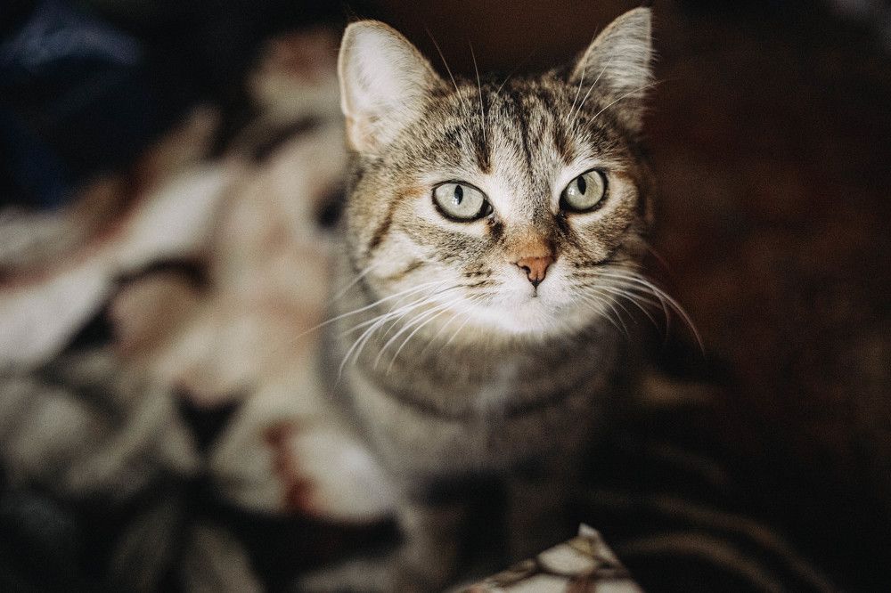 Photograph by Александра Караштина