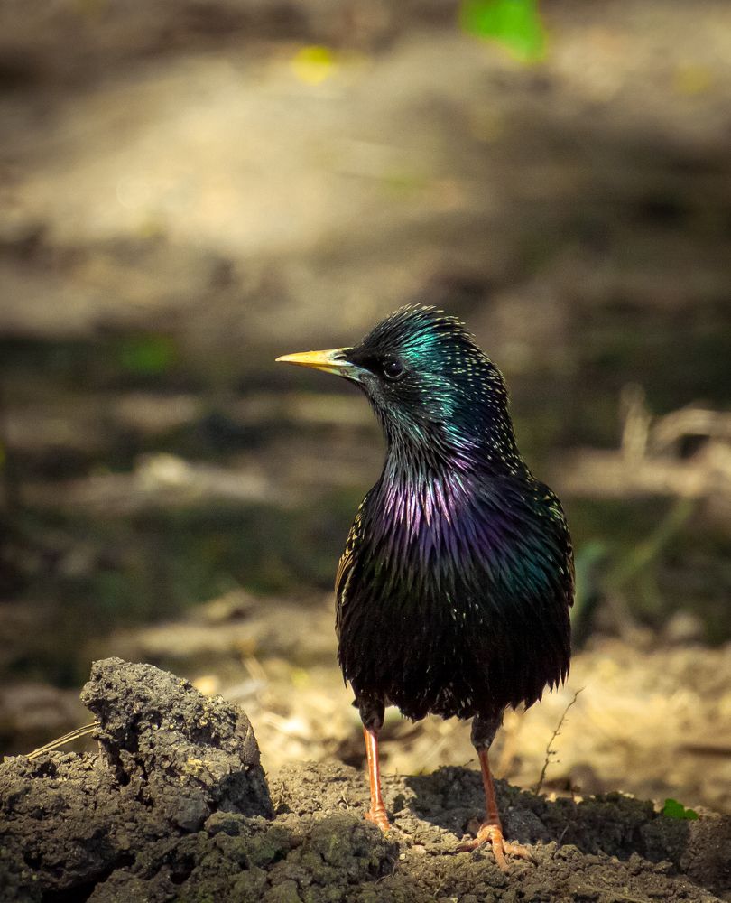 Фотография автора Александр Буренко