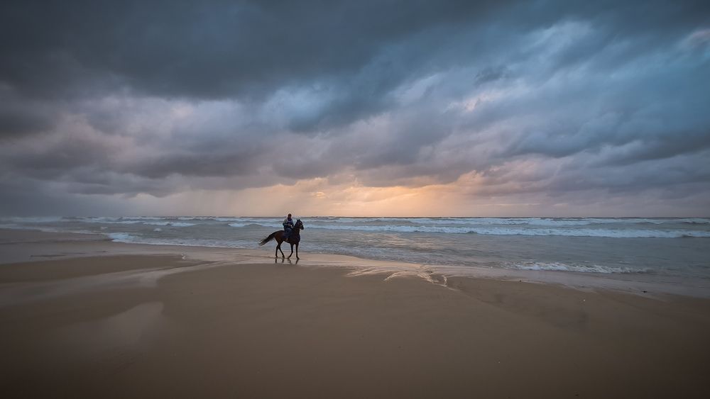 Horse with sunset