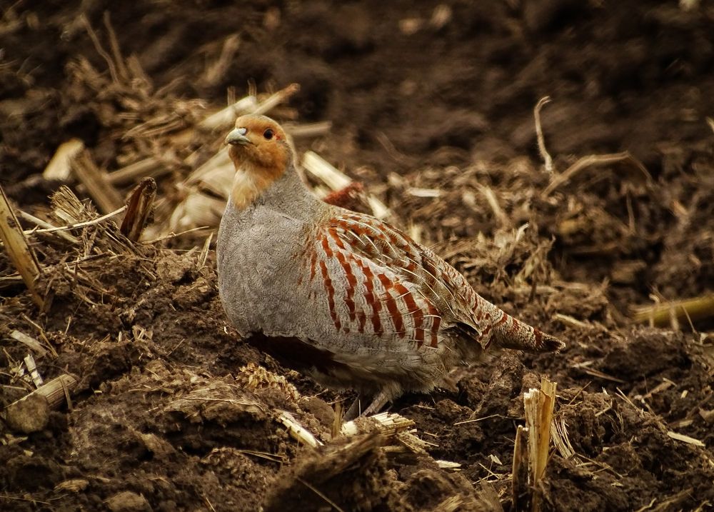 Фотография автора Remus Lucescu
