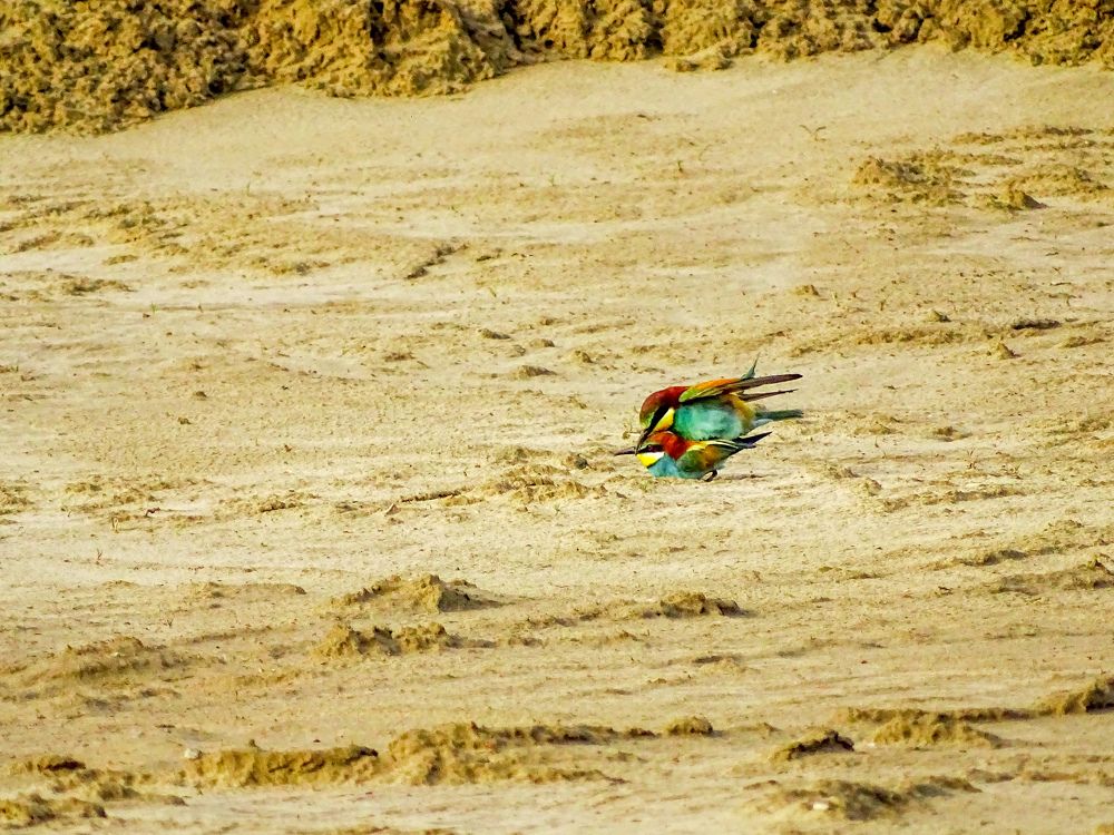 Фотография автора Remus Lucescu