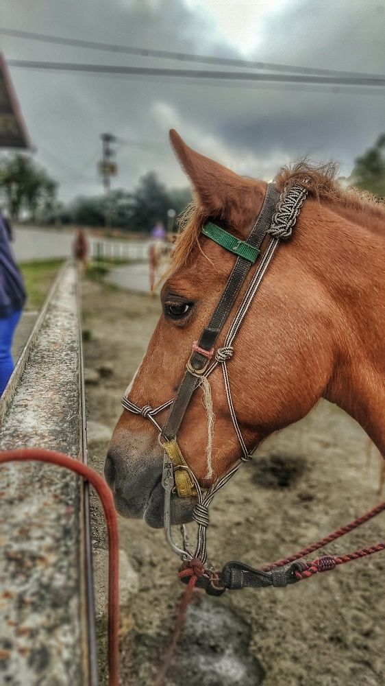 Фотография автора Colmenarez nileydi