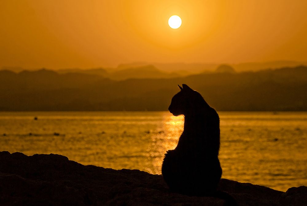 Photograph by Алексей Окунеев