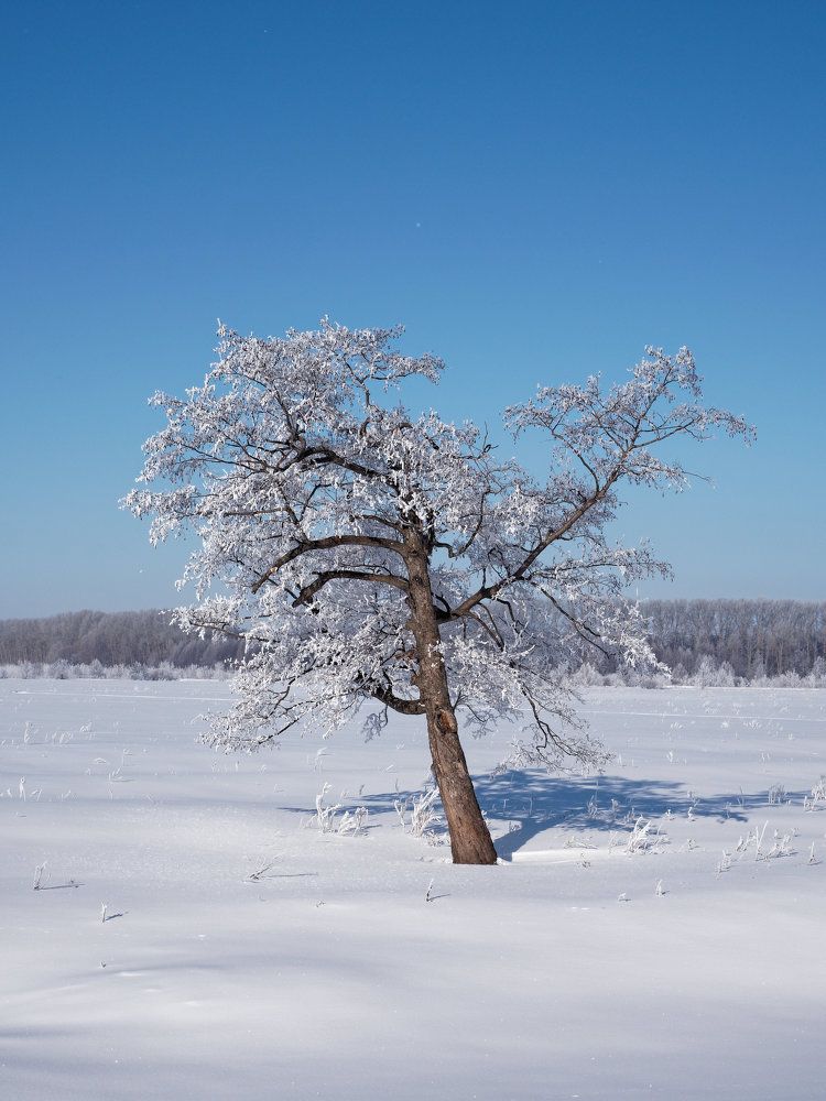 Ольха нарядная