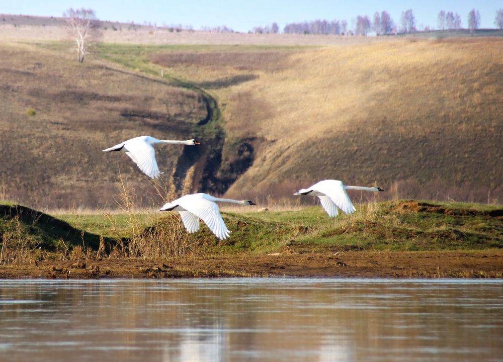 Возвращаются с юга...