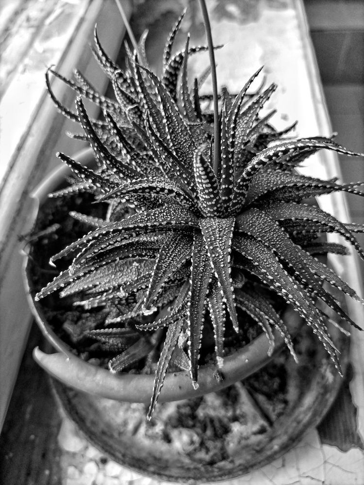 Photograph by Станислава