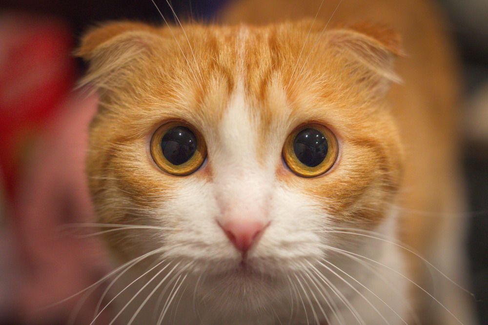 Photograph by Юрий Коротков