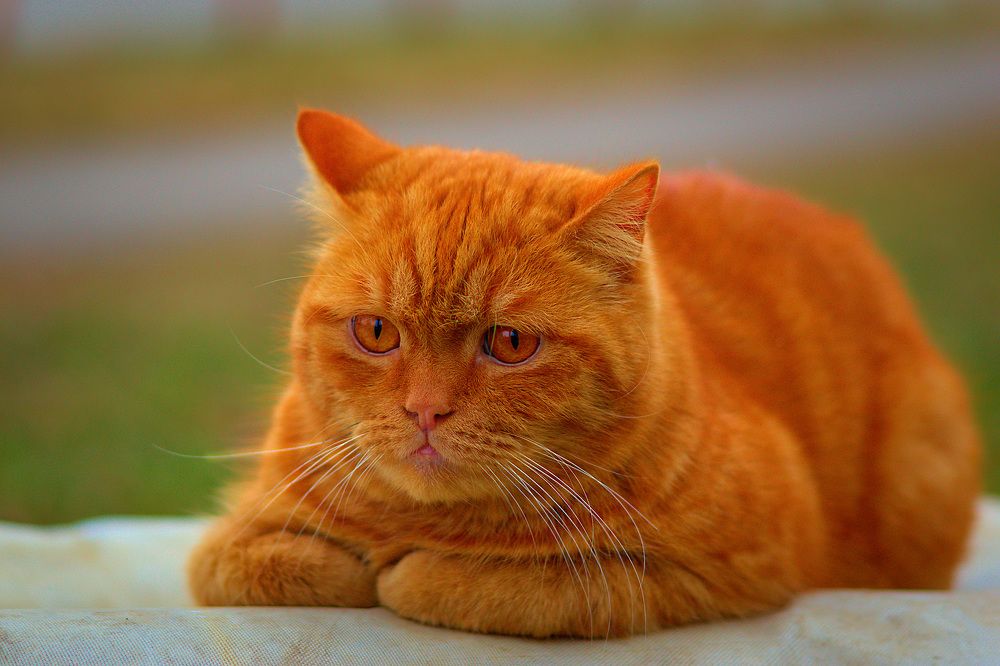 Photograph by Юрий Коротков