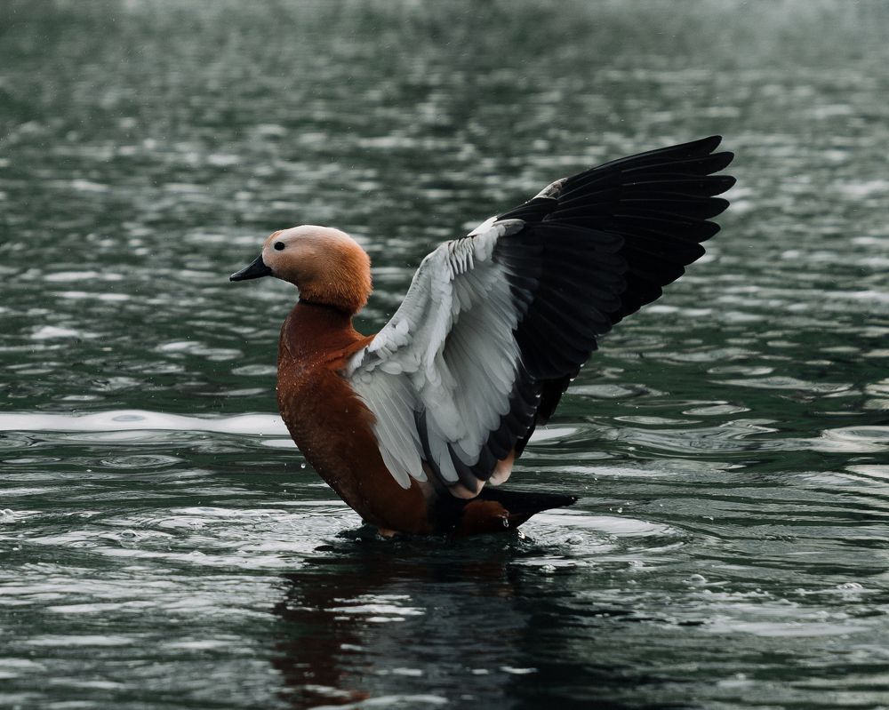 Photograph by Андрей Швецов