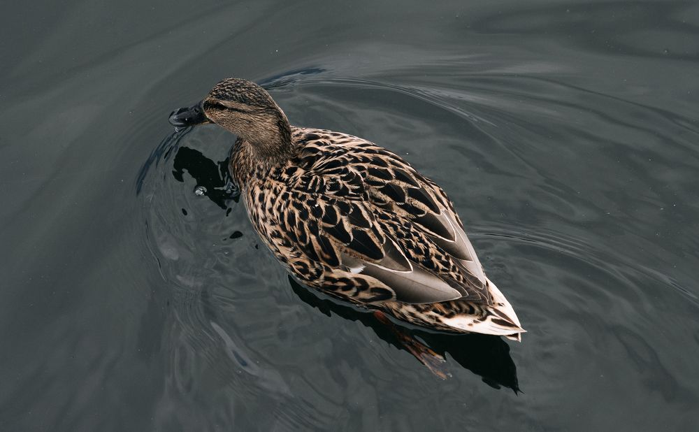 Photograph by Андрей Швецов