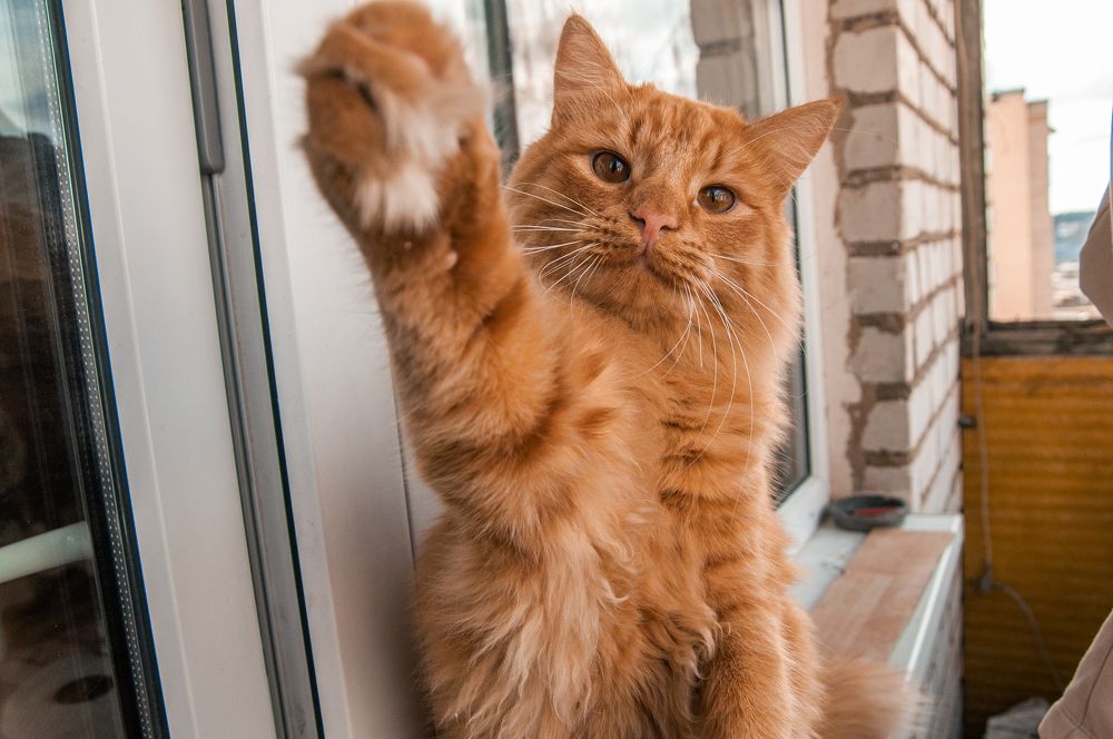 Photograph by Ирина Кочергина