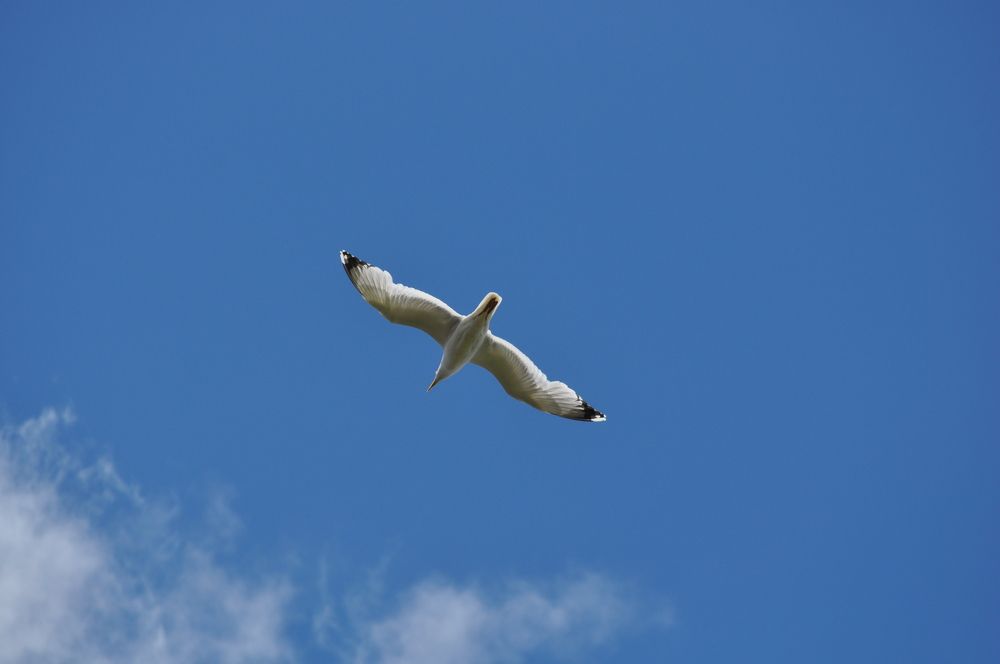 Днепровская чайка