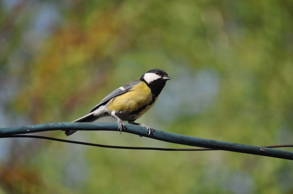 Photograph by БРОВКО АЛЕКСАНДР ИВАНОВИЧ
