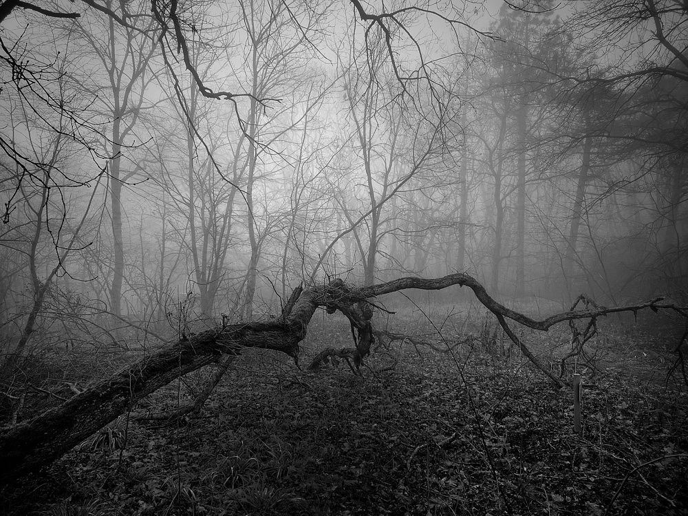 Photograph by 