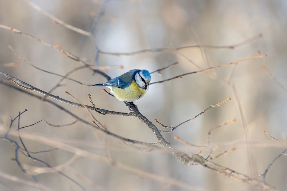 Photograph by Кузнецов Дмитрий