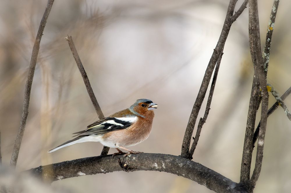 Photograph by Кузнецов Дмитрий