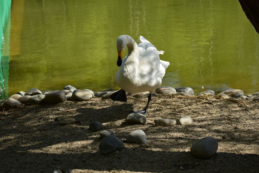 Photograph by Наталья Еременко