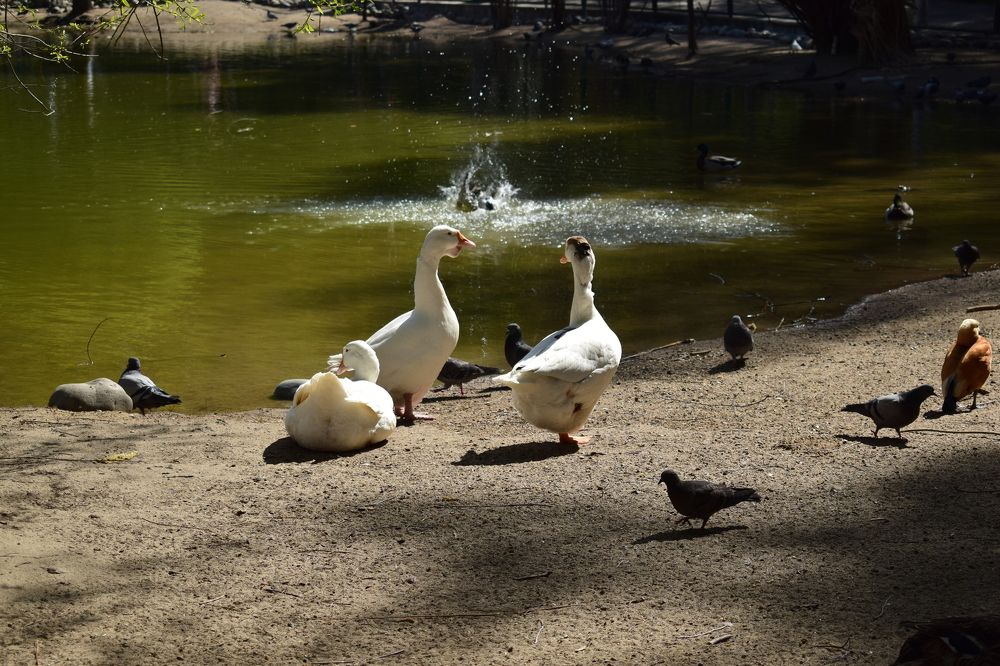 Photograph by Наталья Еременко