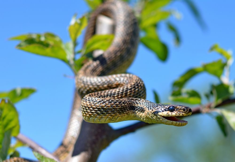 Сарматский полоз