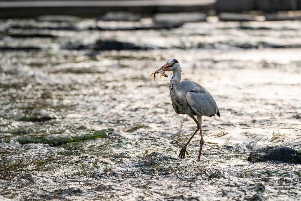 Photograph by Илья Меркулов