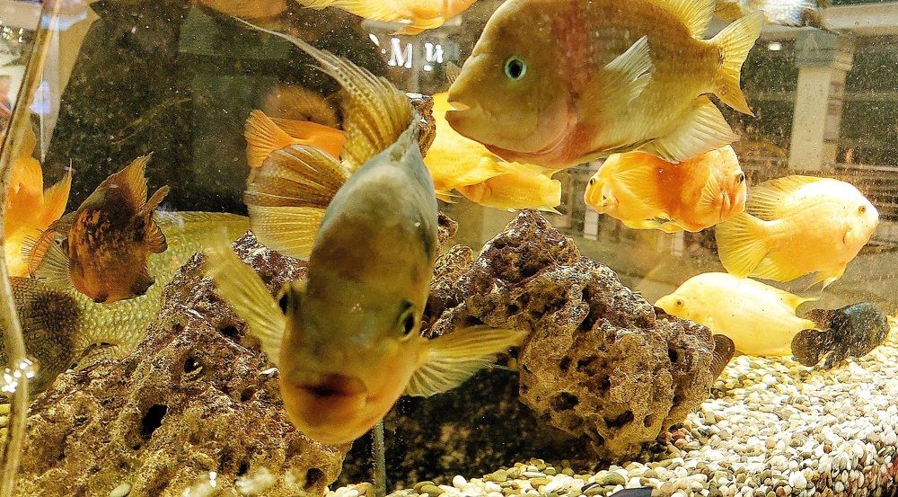 Photograph by Валентина Тагильцева