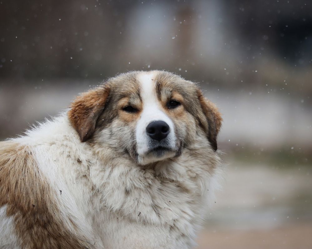 Photograph by Sajkovski Dejan