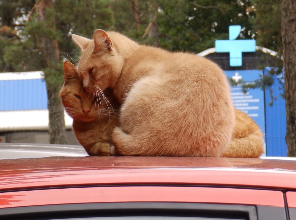 Photograph by Ирина Арканова