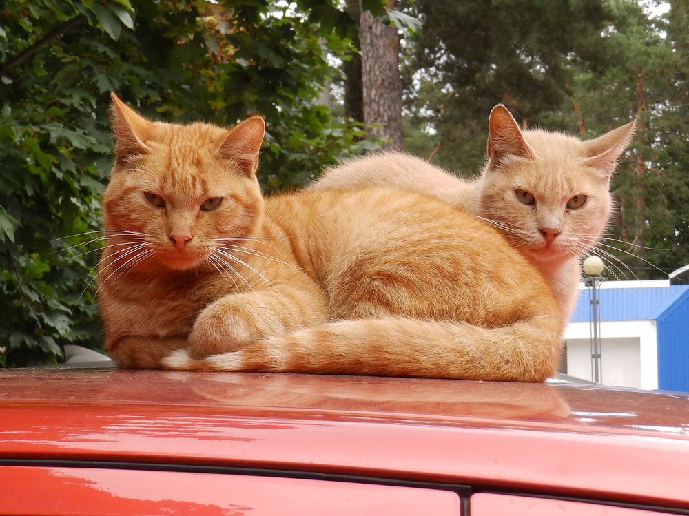 Photograph by Ирина Арканова