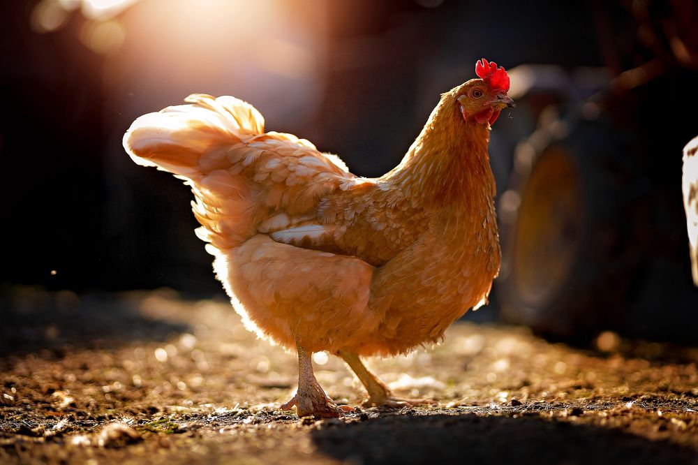 Photograph by Сергей Хрулев