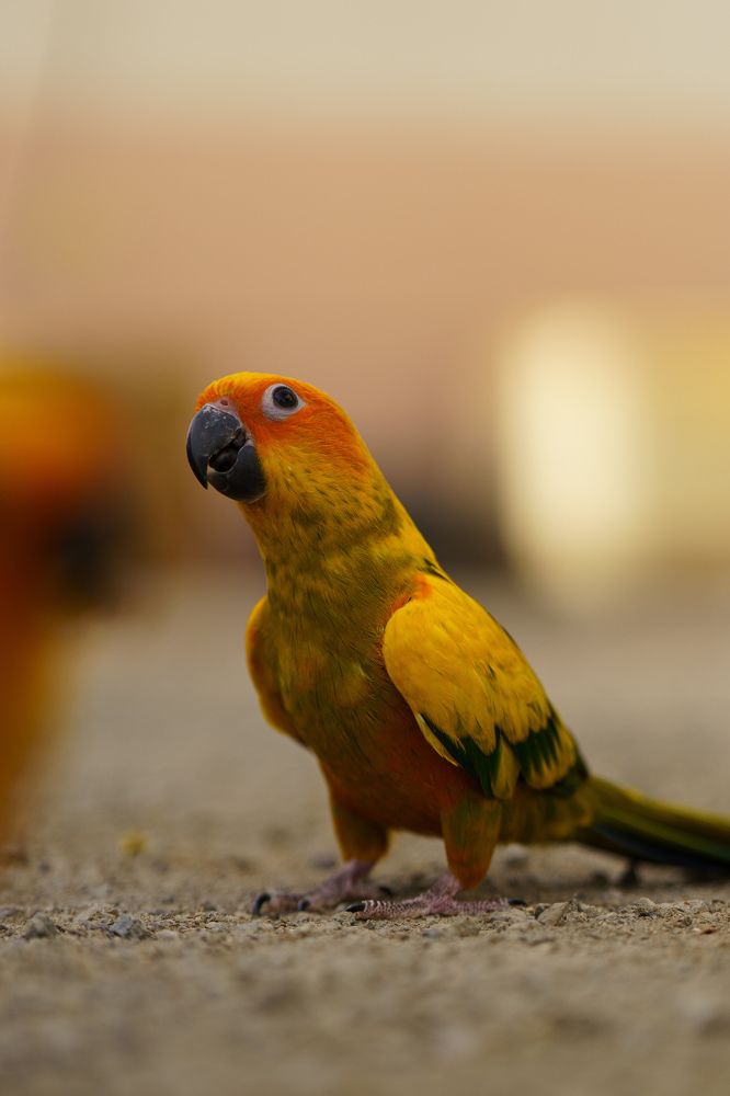 sun conure