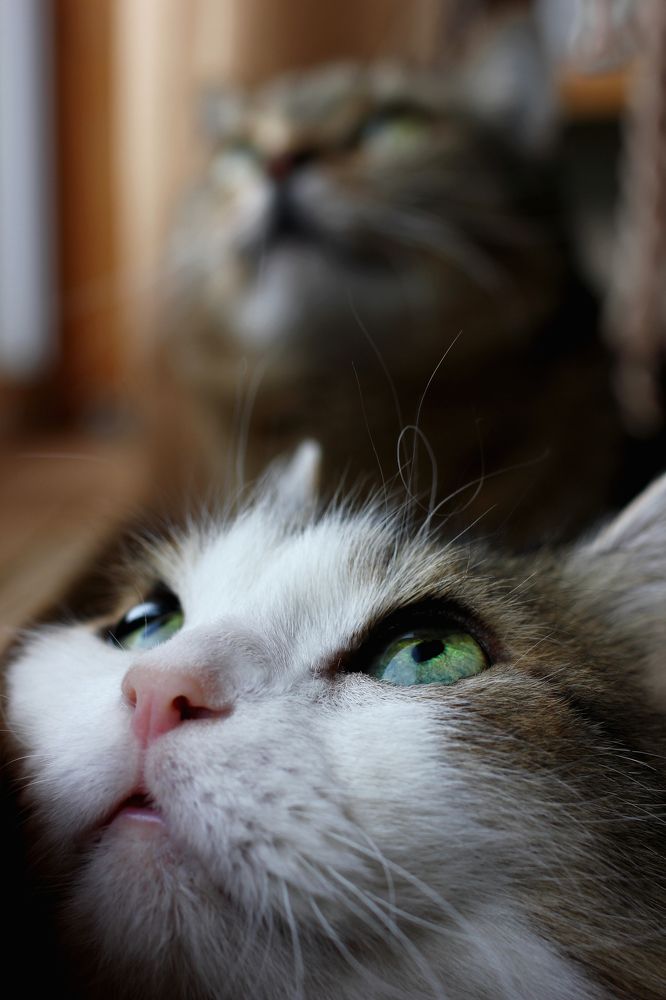 Photograph by ALBERT