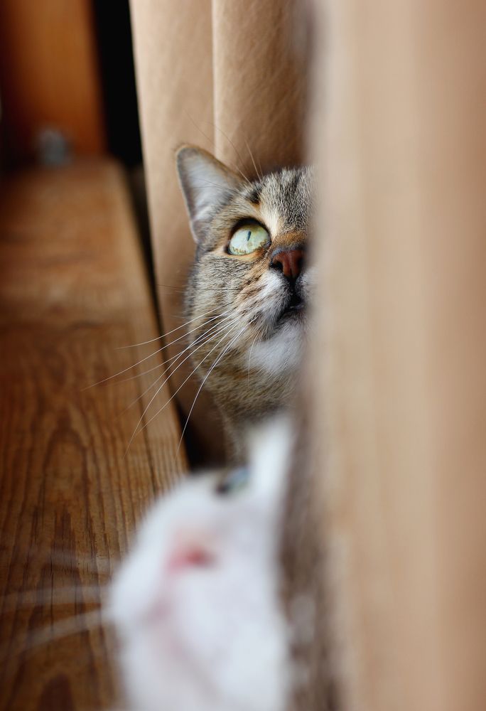 Photograph by ALBERT