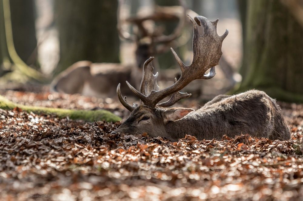 Photograph by Irma Huisman