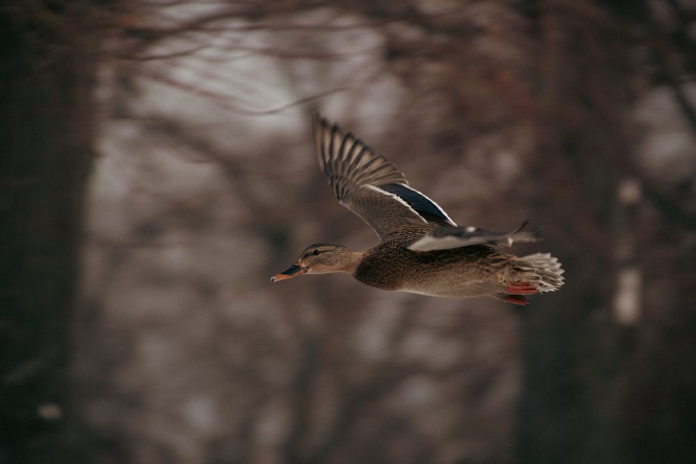 Photograph by Богдан Тарасов