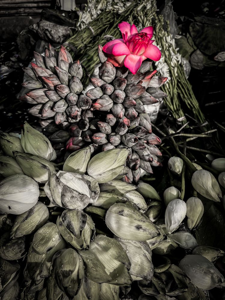 Photograph by Ruchi Jadiye