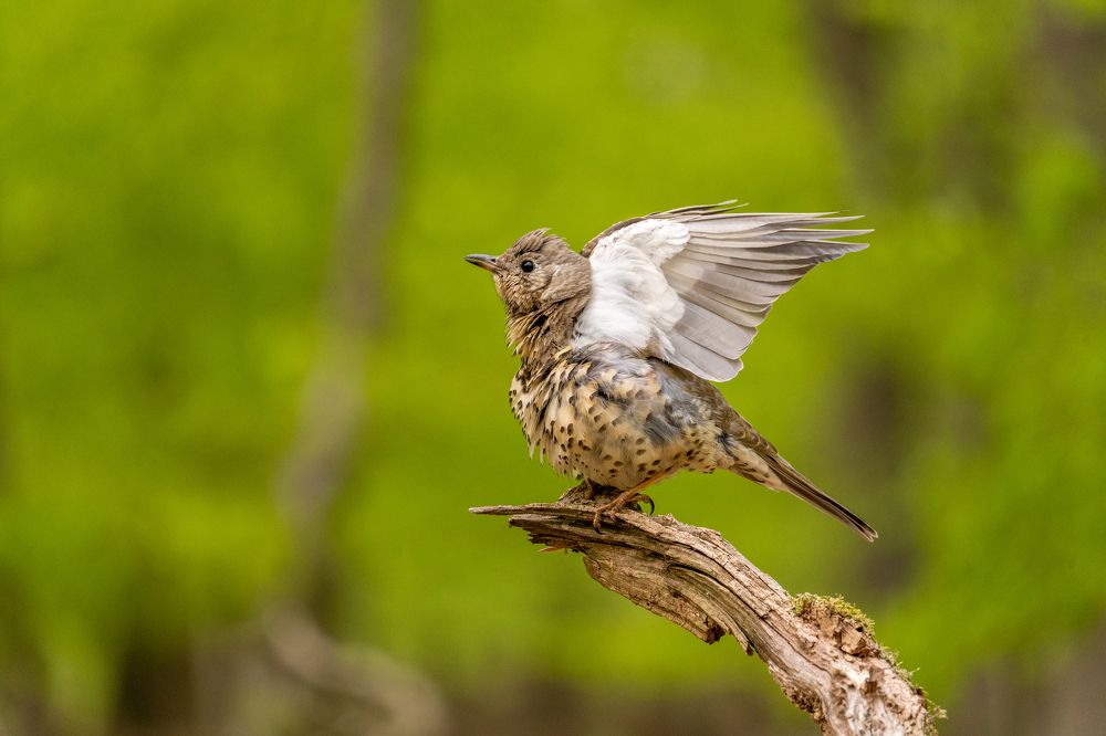 Photograph by Masood Aslami