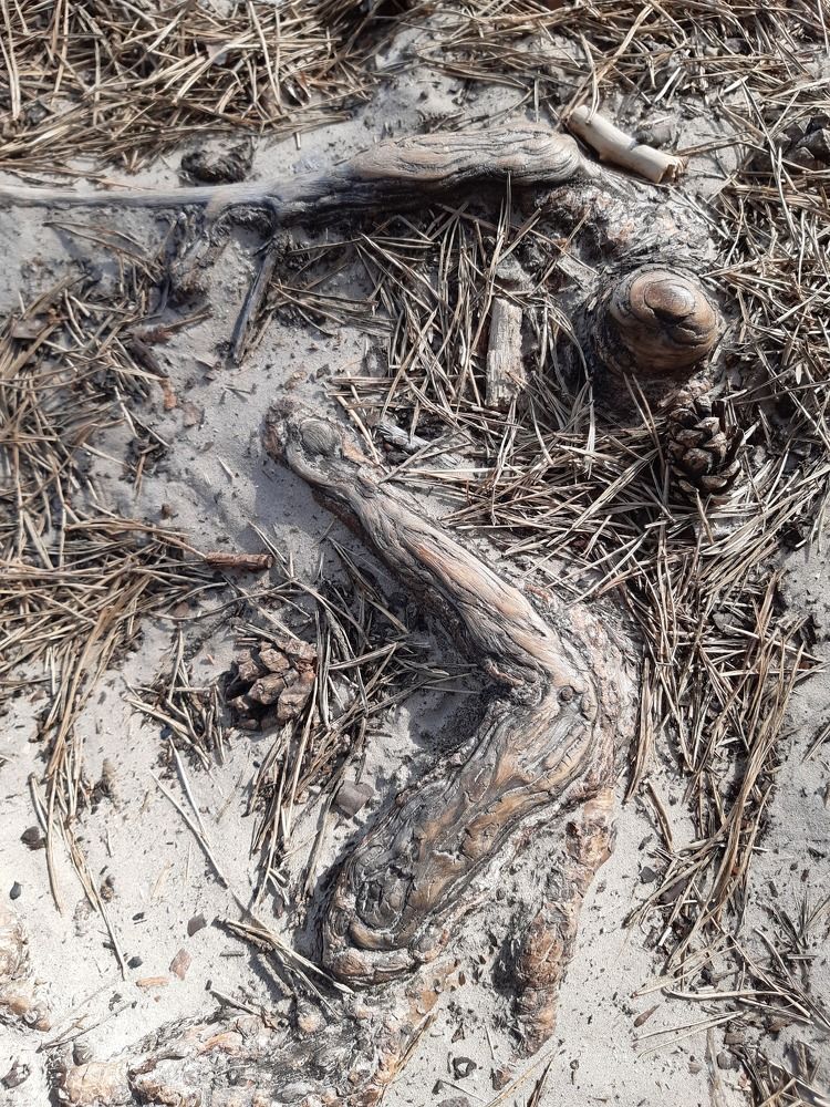 By the Pirita river in a pine forest.