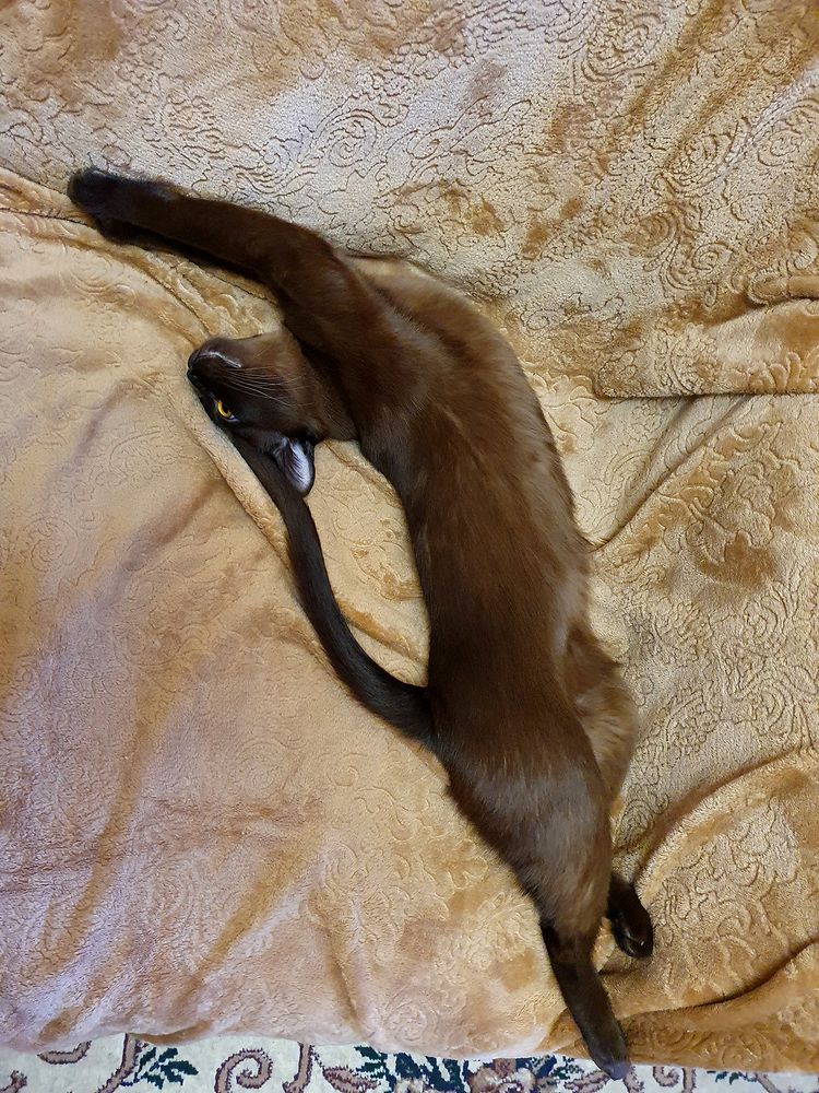 Фотография автора Надежда Лисицына