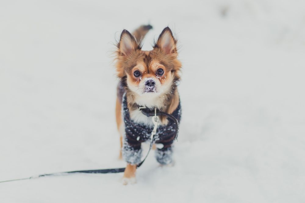 Photograph by Мария Бучнева