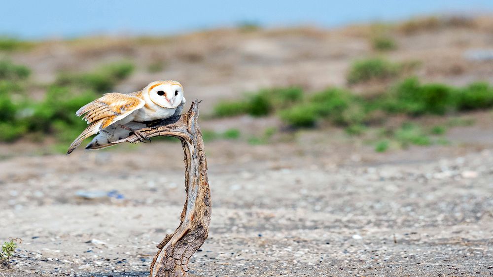 Photograph by Nuwair ALHajeri