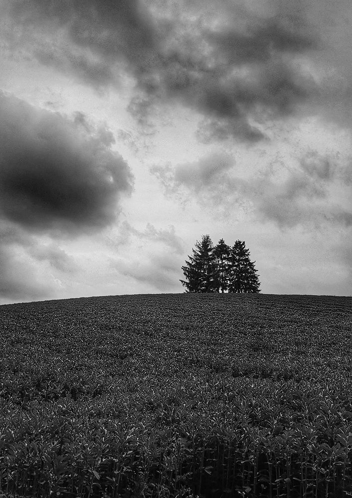 Photograph by Nelli Polle