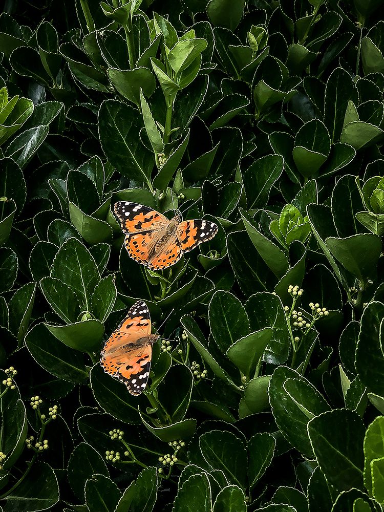 Фотография автора Seyede Elahe GHasemi