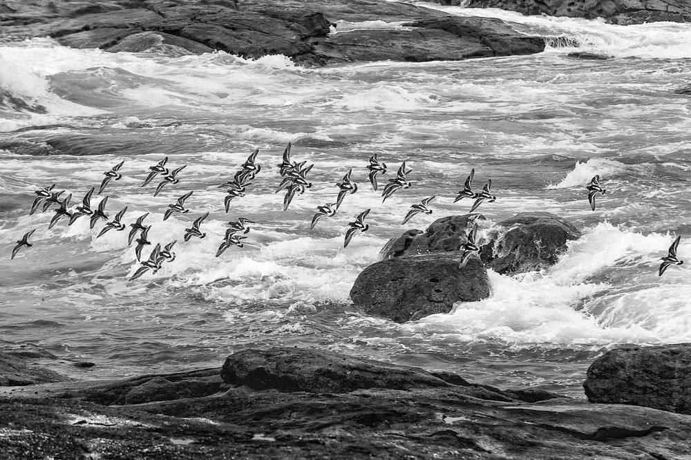 flying over the waves